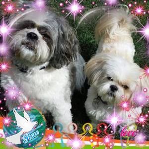 Meet your Posher, Pamela